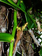 Image of West Indian vanilla