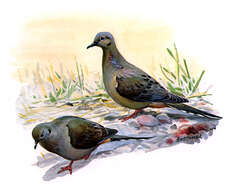 Image of American Mourning Dove