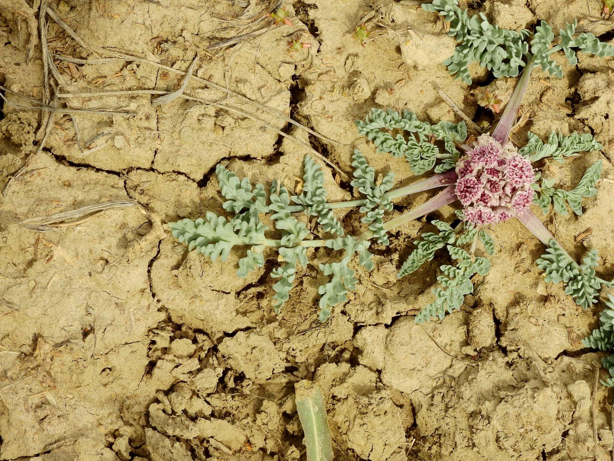 Image of bulbous springparsley