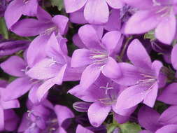 Image of Peach-leaf Bellflower