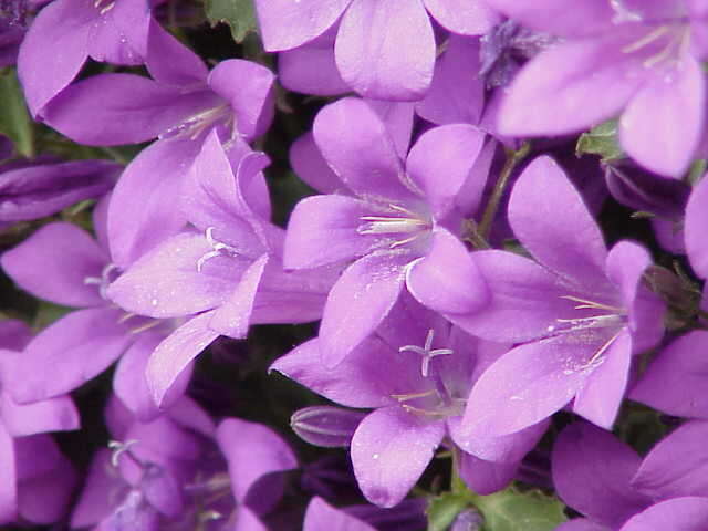 Image of Peach-leaf Bellflower