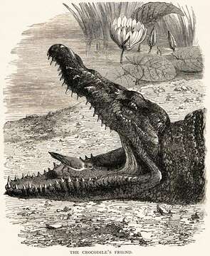 Image of Crocodilia