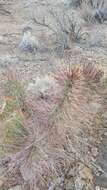 Image of grizzlybear pricklypear