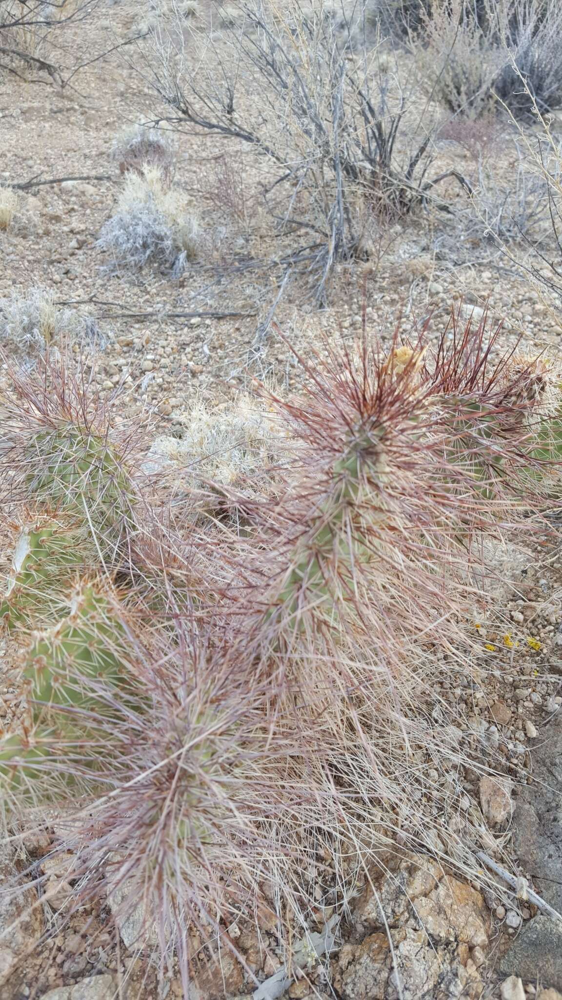 Opuntia polyacantha var. erinacea (Engelm. & J. M. Bigelow) B. D. Parfitt resmi