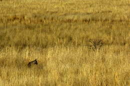 Image of Brown Hyena -- Brown Hyaena