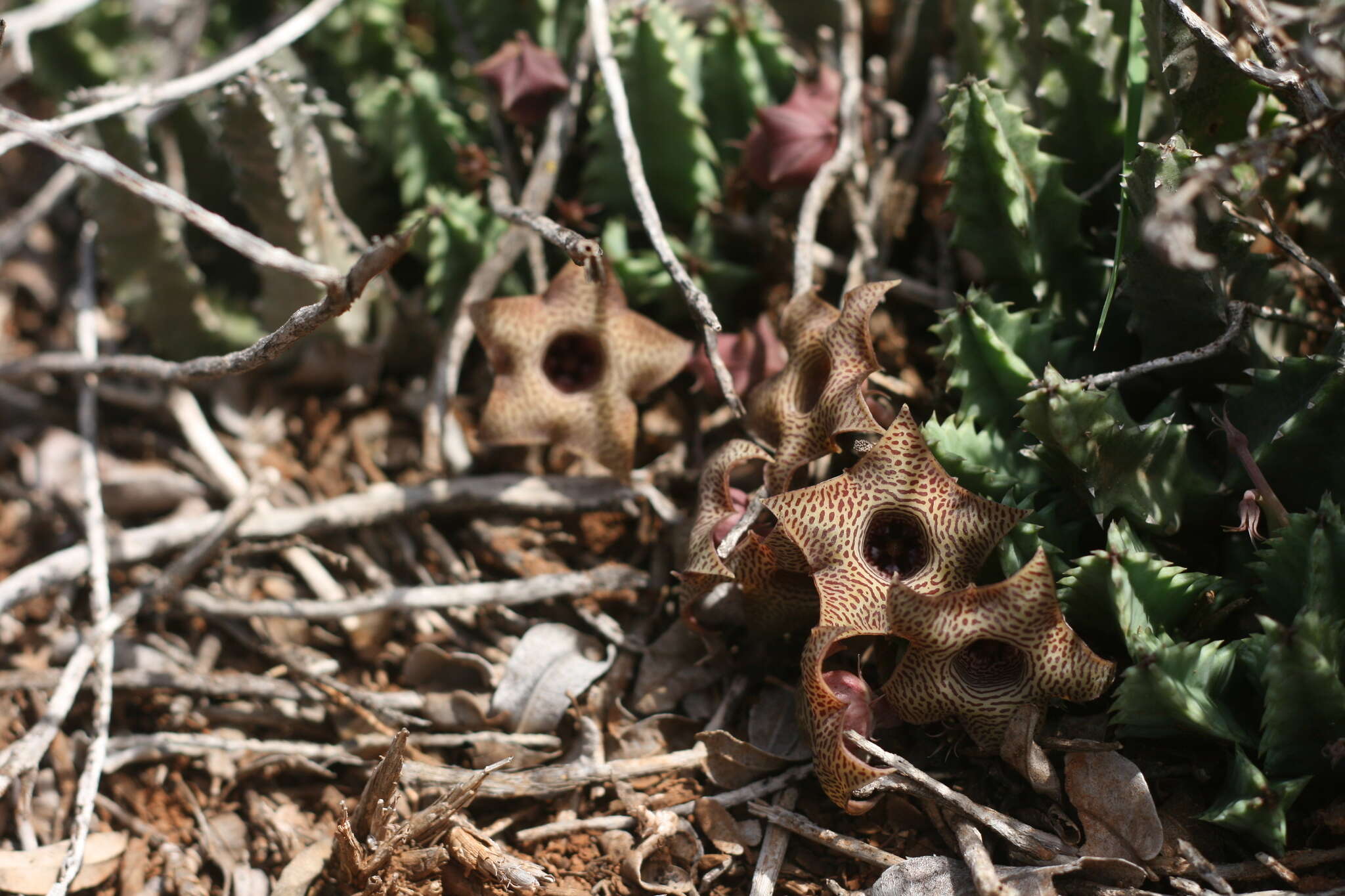 Imagem de Ceropegia thuretii (F. Cels) Bruyns