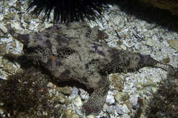 Image of Brazilian batfish