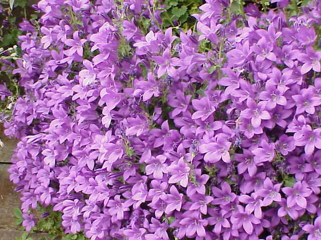 Image of Peach-leaf Bellflower