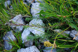 Imagem de Linum alpinum Jacq.