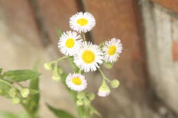 Image of Philadelphia fleabane