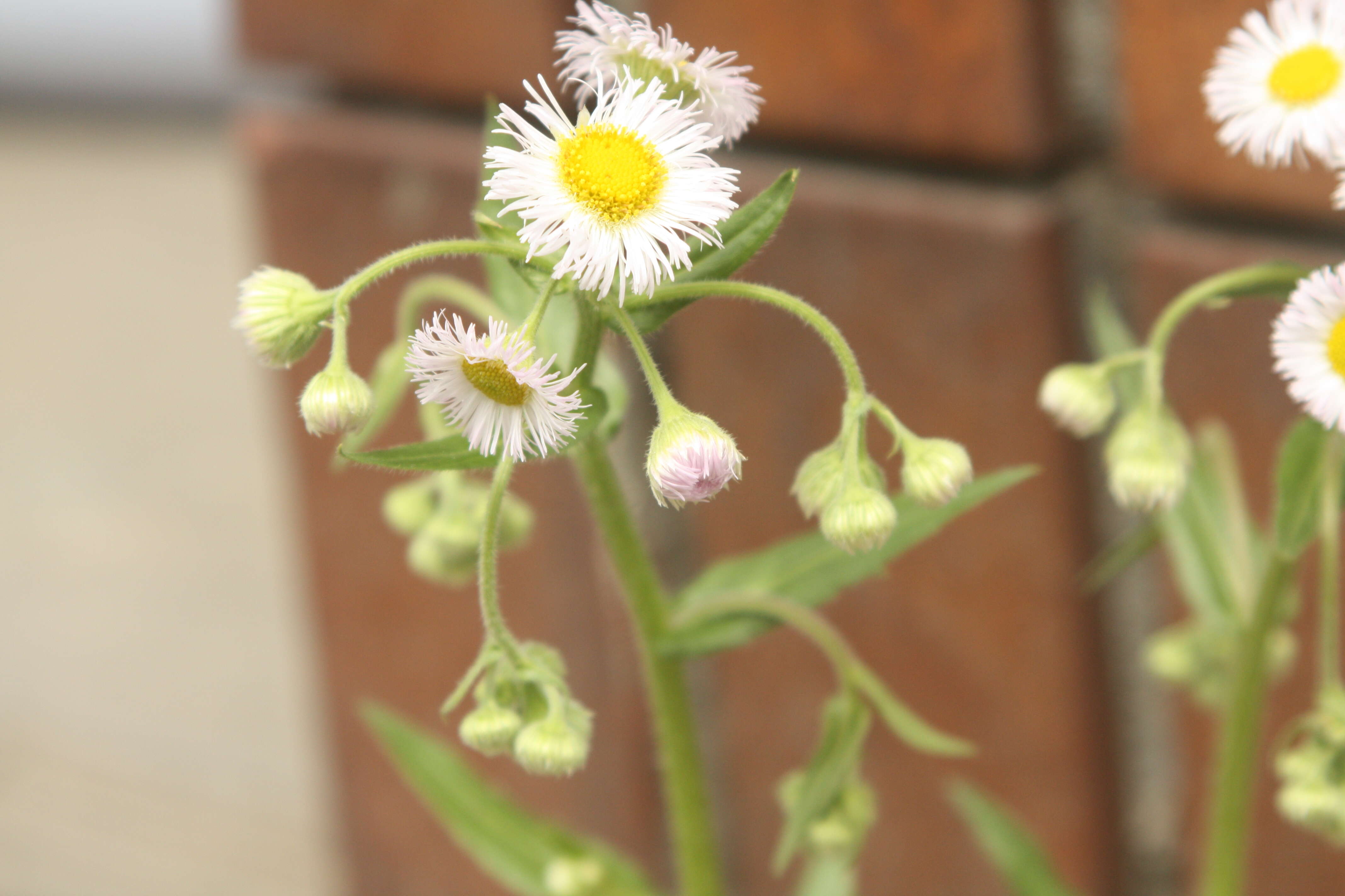 Image of Philadelphia fleabane