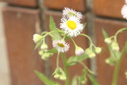 Image of Philadelphia fleabane