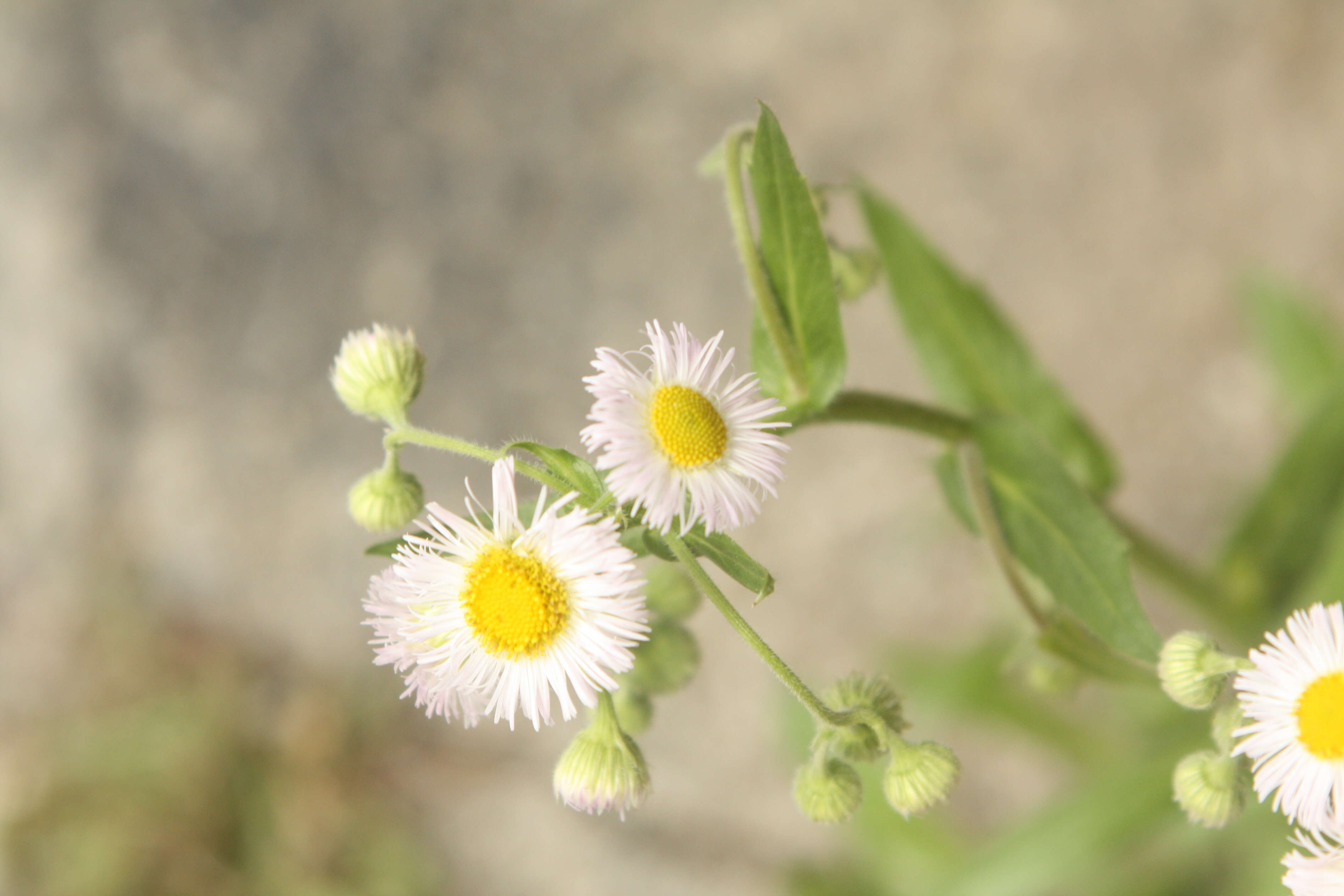 Image of Philadelphia fleabane