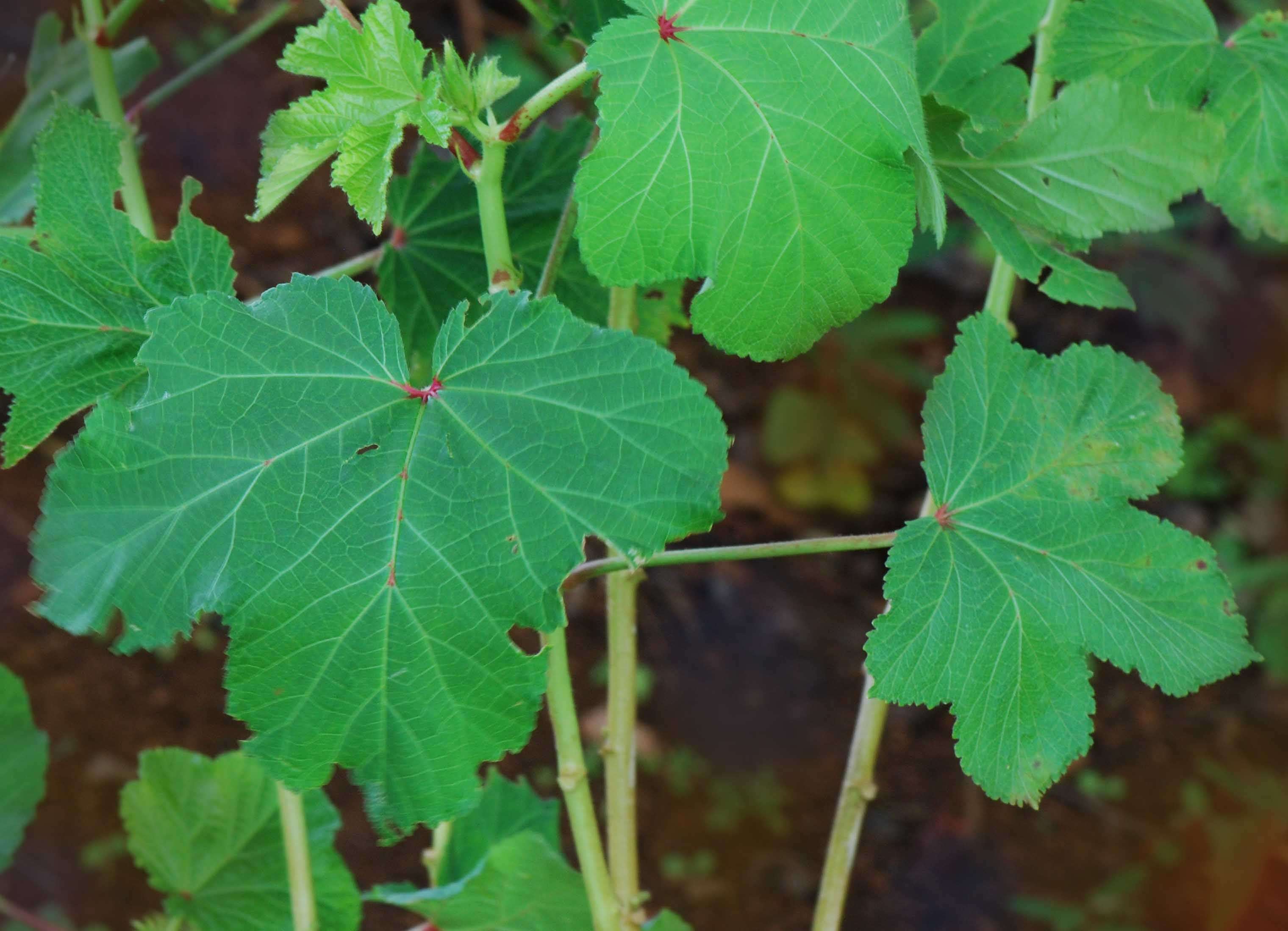 Image of okra