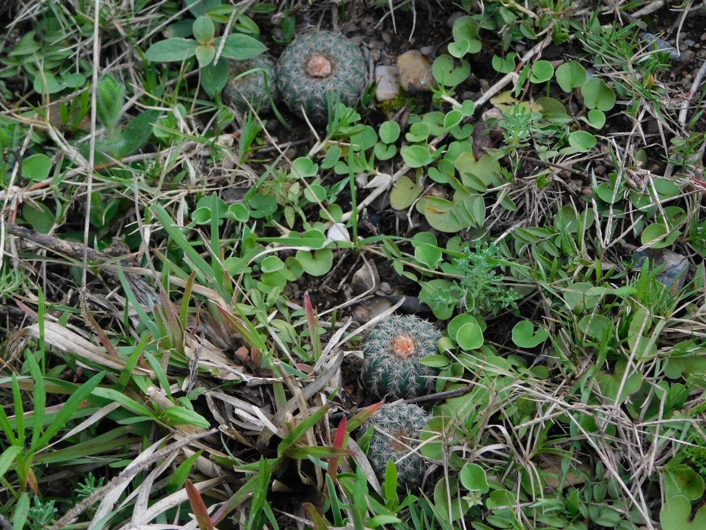 Image of Frailea pygmaea (Speg.) Britton & Rose