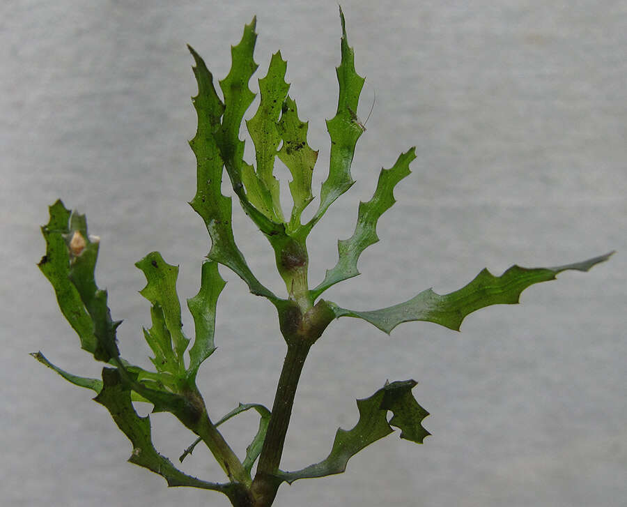 Image of Holly-leaved Naiad