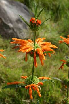 Leonotis leonurus (L.) R. Br. resmi