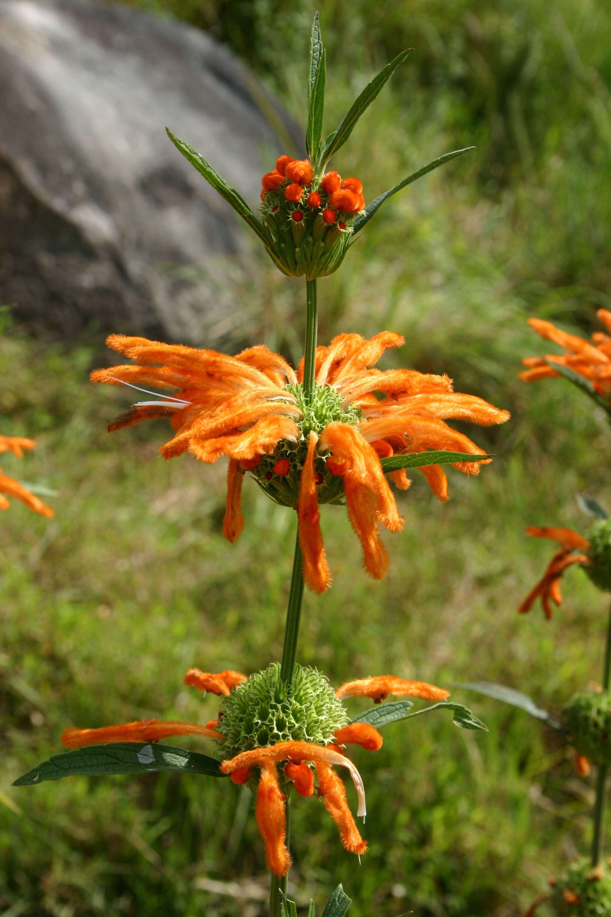 Image of lion's ear