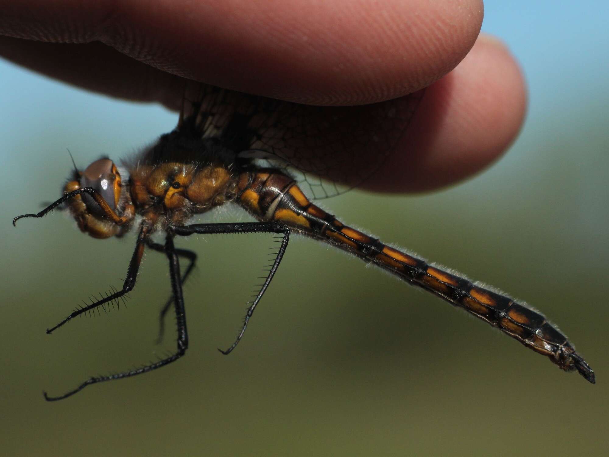 Image of Beaverpond Baskettail