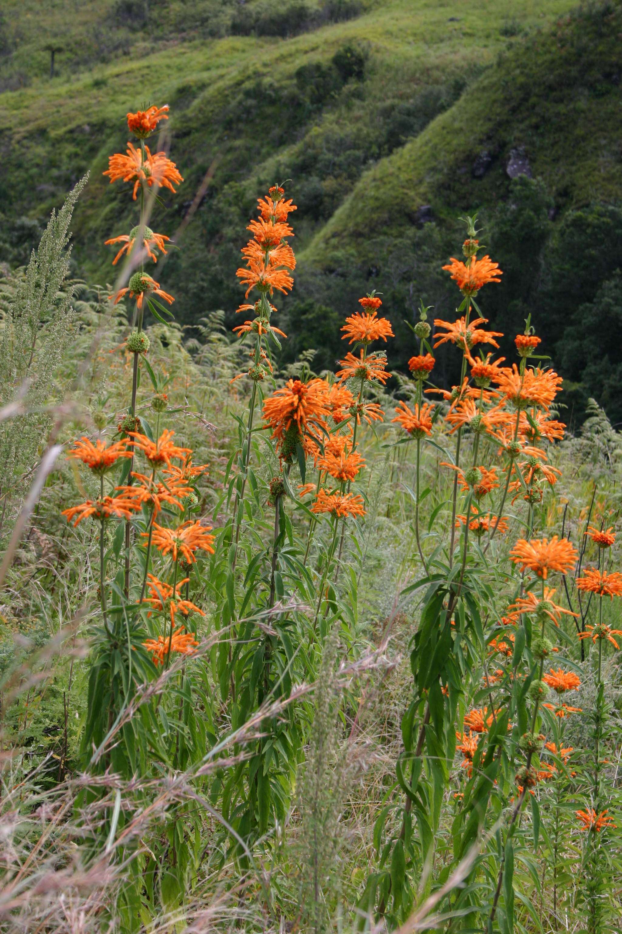 Image of lion's ear