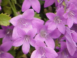 Image of Peach-leaf Bellflower