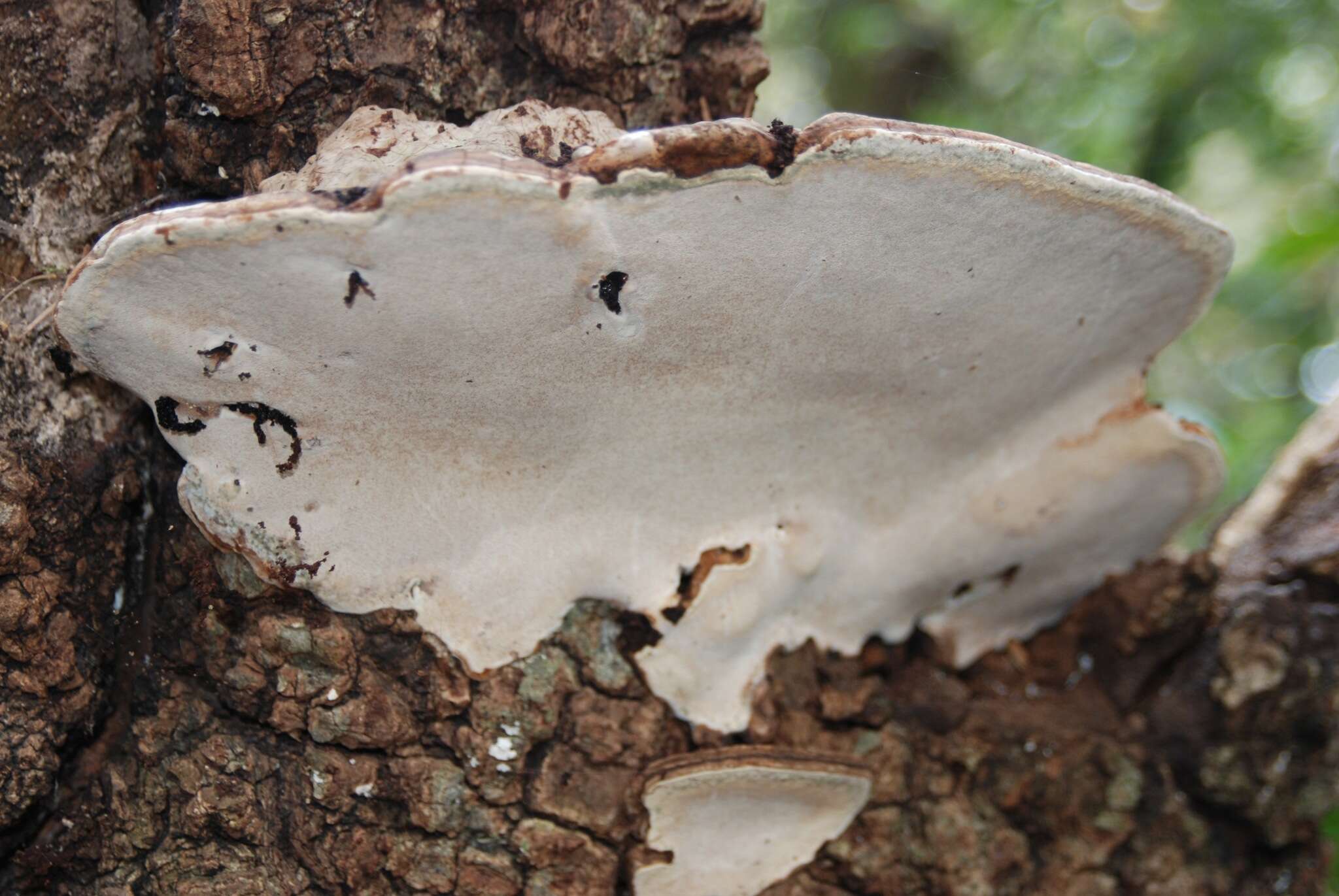 Image of Artist's fungus