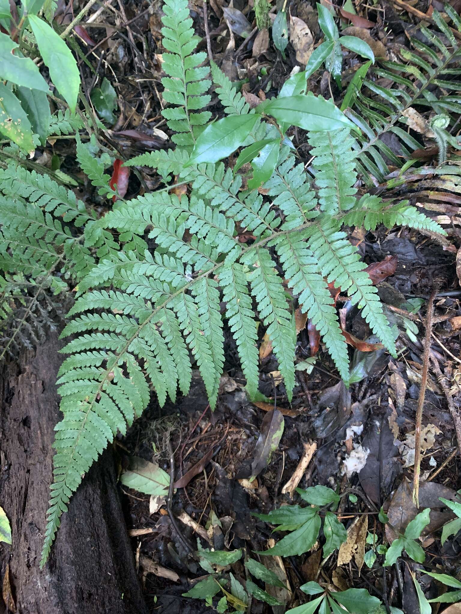 Image of Microlepia trichocarpa Hayata