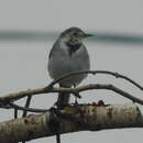 Image of Motacilla alba dukhunensis