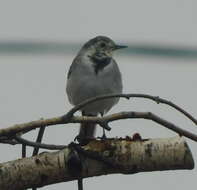 Слика од Motacilla alba dukhunensis