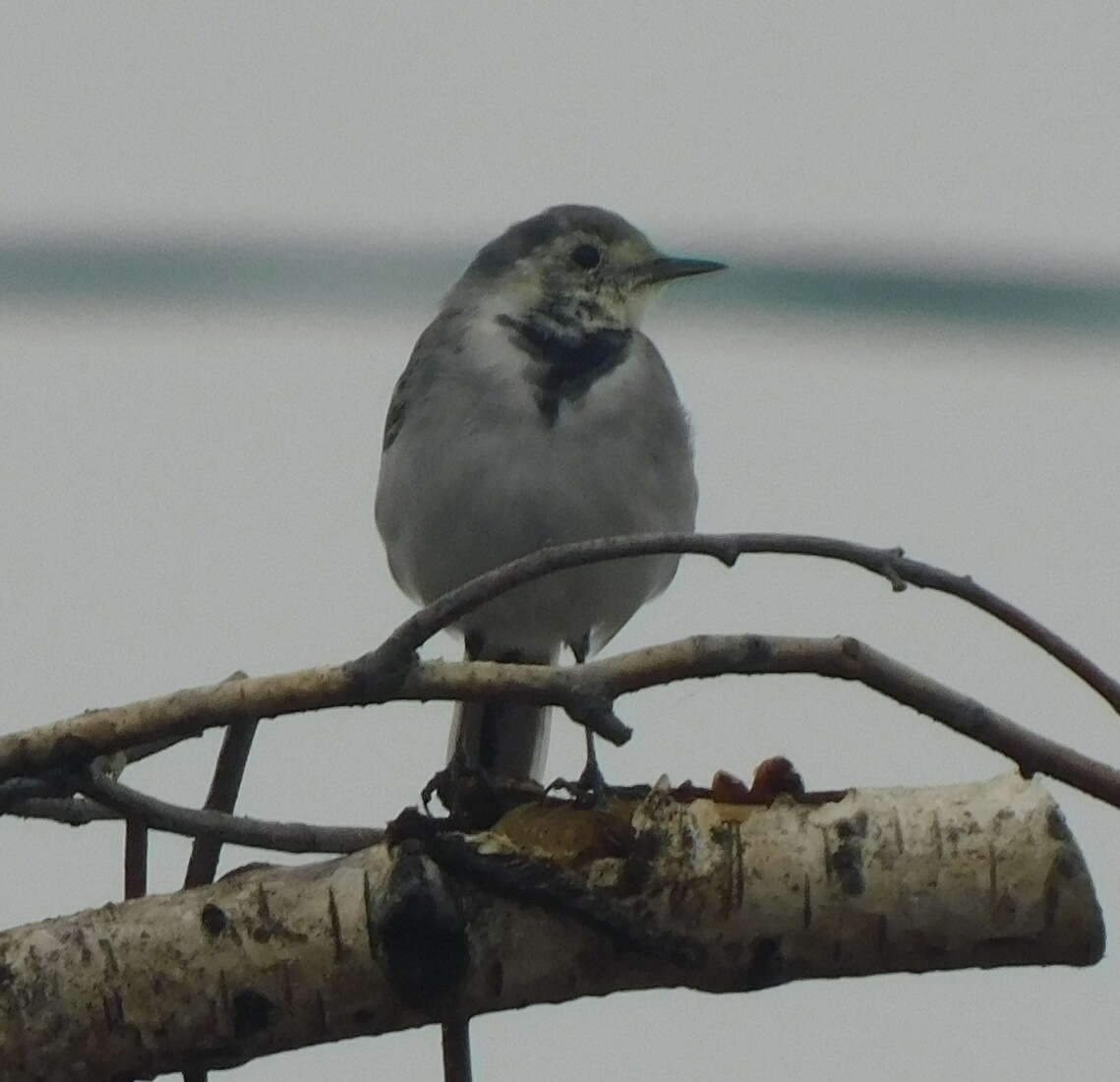 Image of Motacilla alba dukhunensis