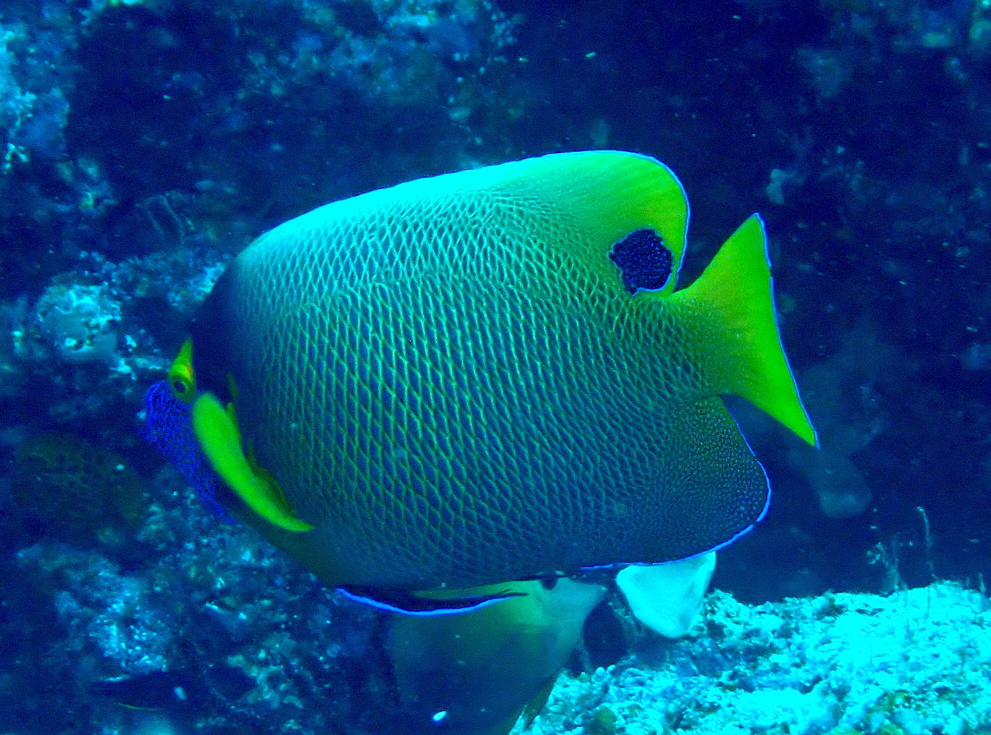 Image de Poisson-ange à front jaune