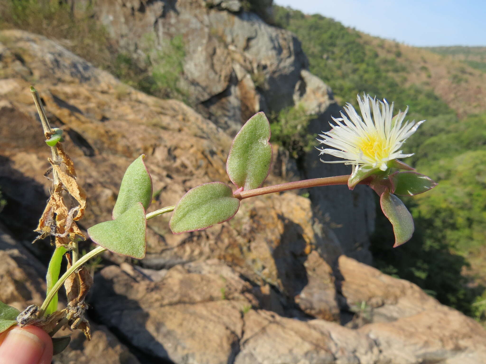 Imagem de Delosperma lebomboense (L. Bol.) Lavis