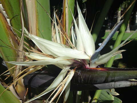 Image of Natal wild banana