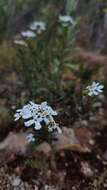 صورة Iberis procumbens subsp. microcarpa Franco & P. Silva