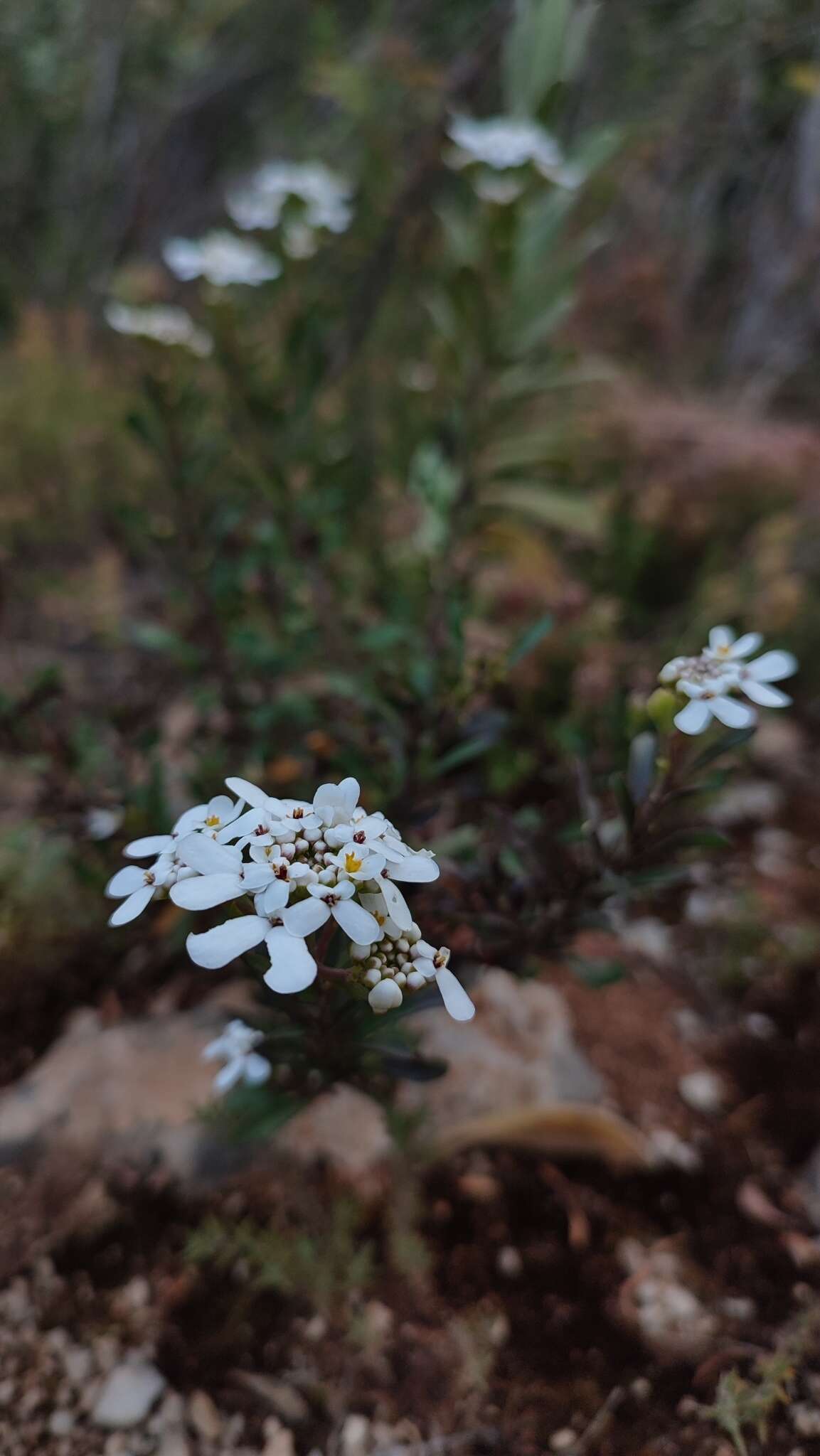 Image of Iberis procumbens subsp. microcarpa Franco & P. Silva