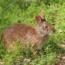 Image of Robust Cottontail