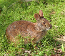 Image of Robust Cottontail