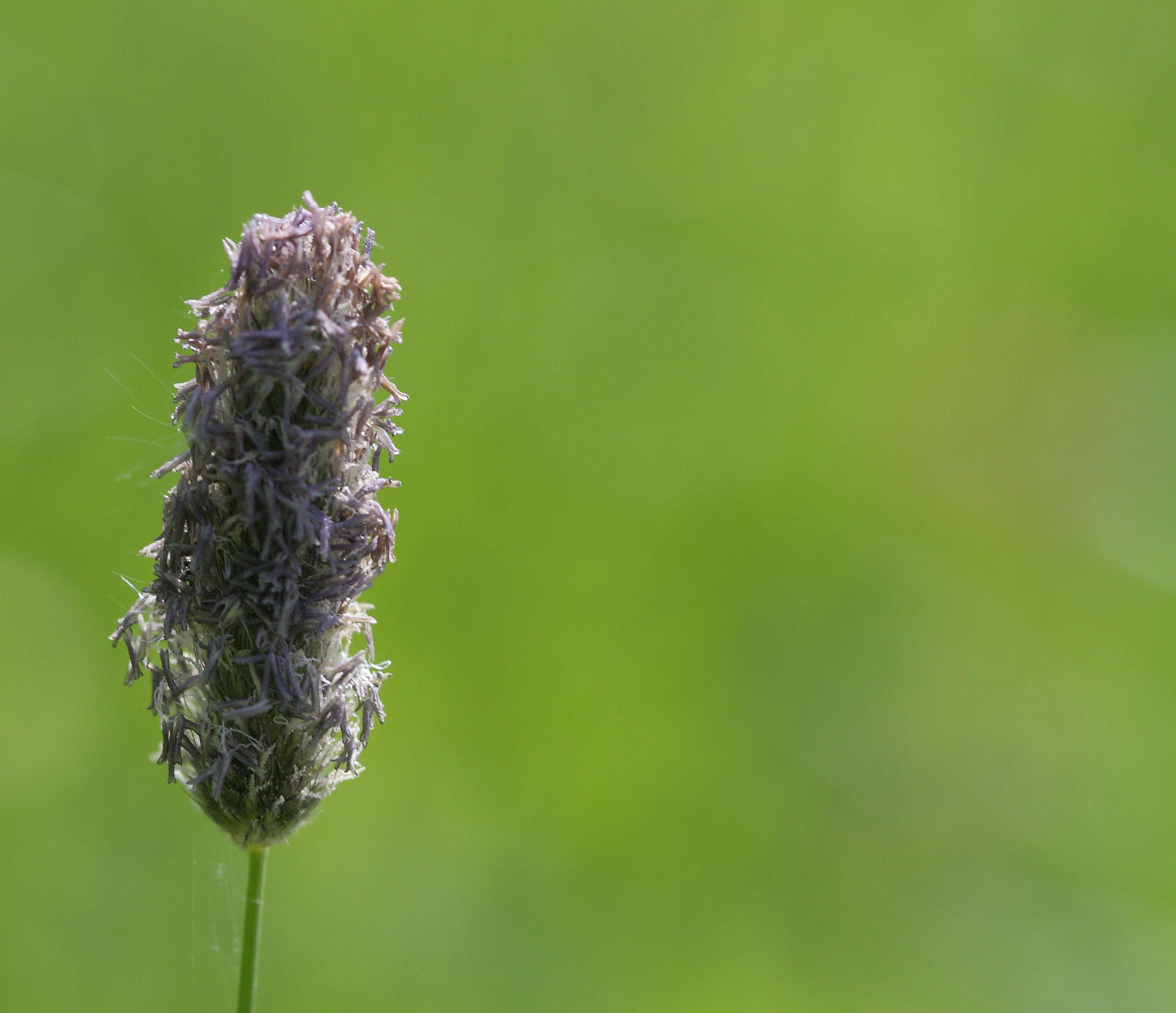 Image of meadow foxtail