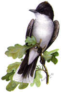 Image of Eastern Kingbird