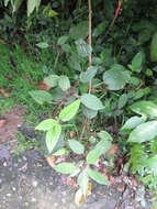 Image of ghostweed