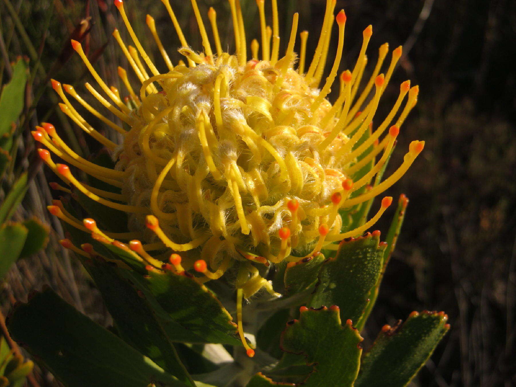 Image of Leucospermum erubescens Rourke