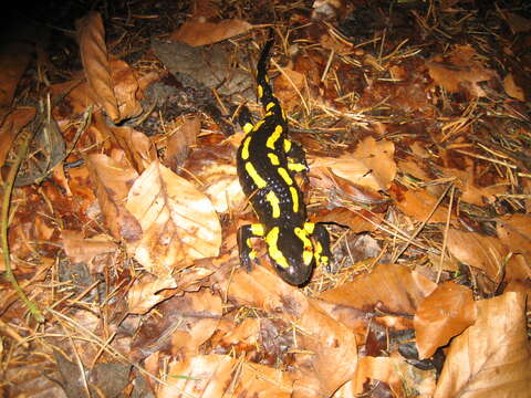 Image of Common Fire Salamander