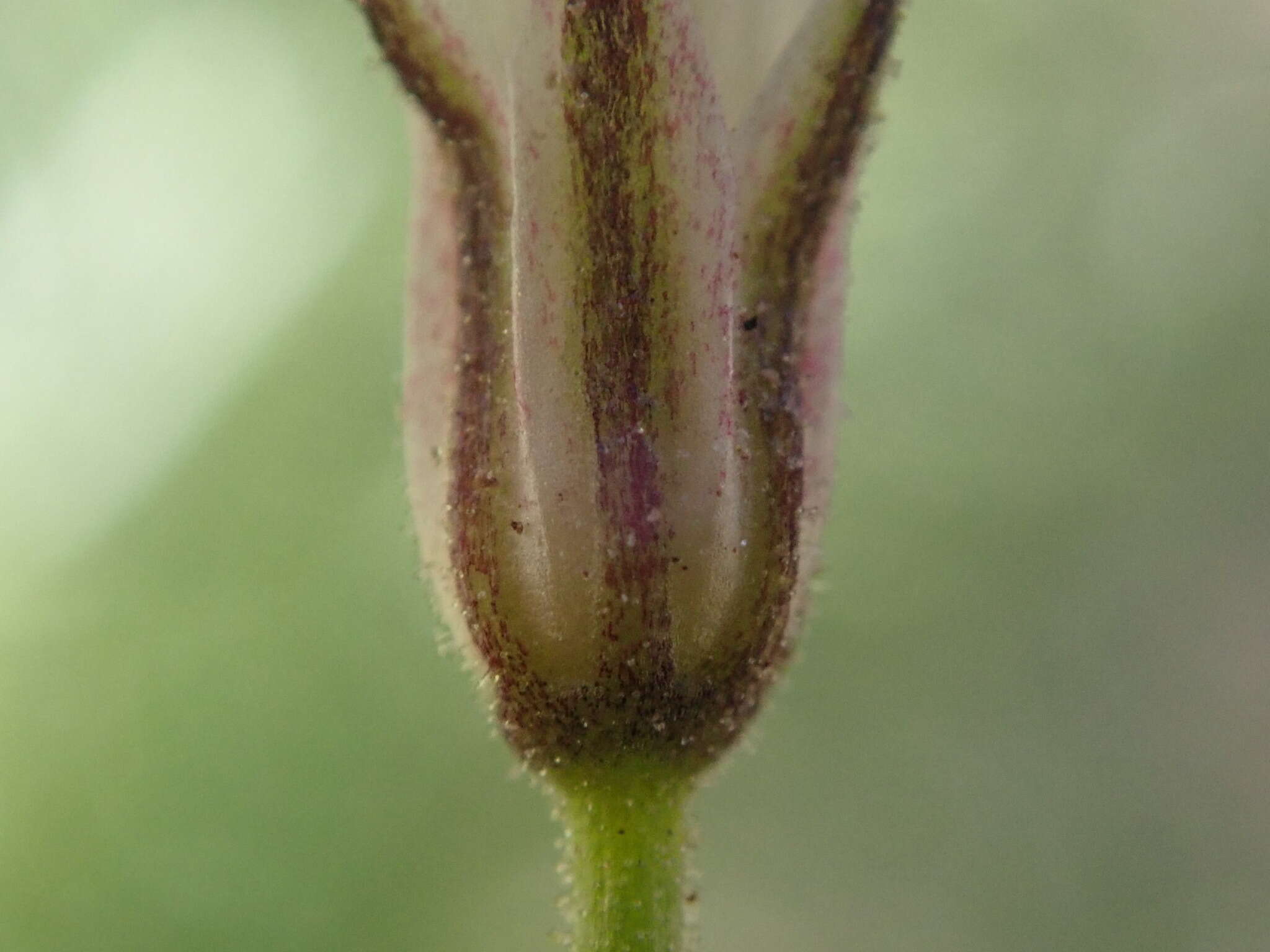 Image of Dayia scabra (Brandegee) J. M. Porter