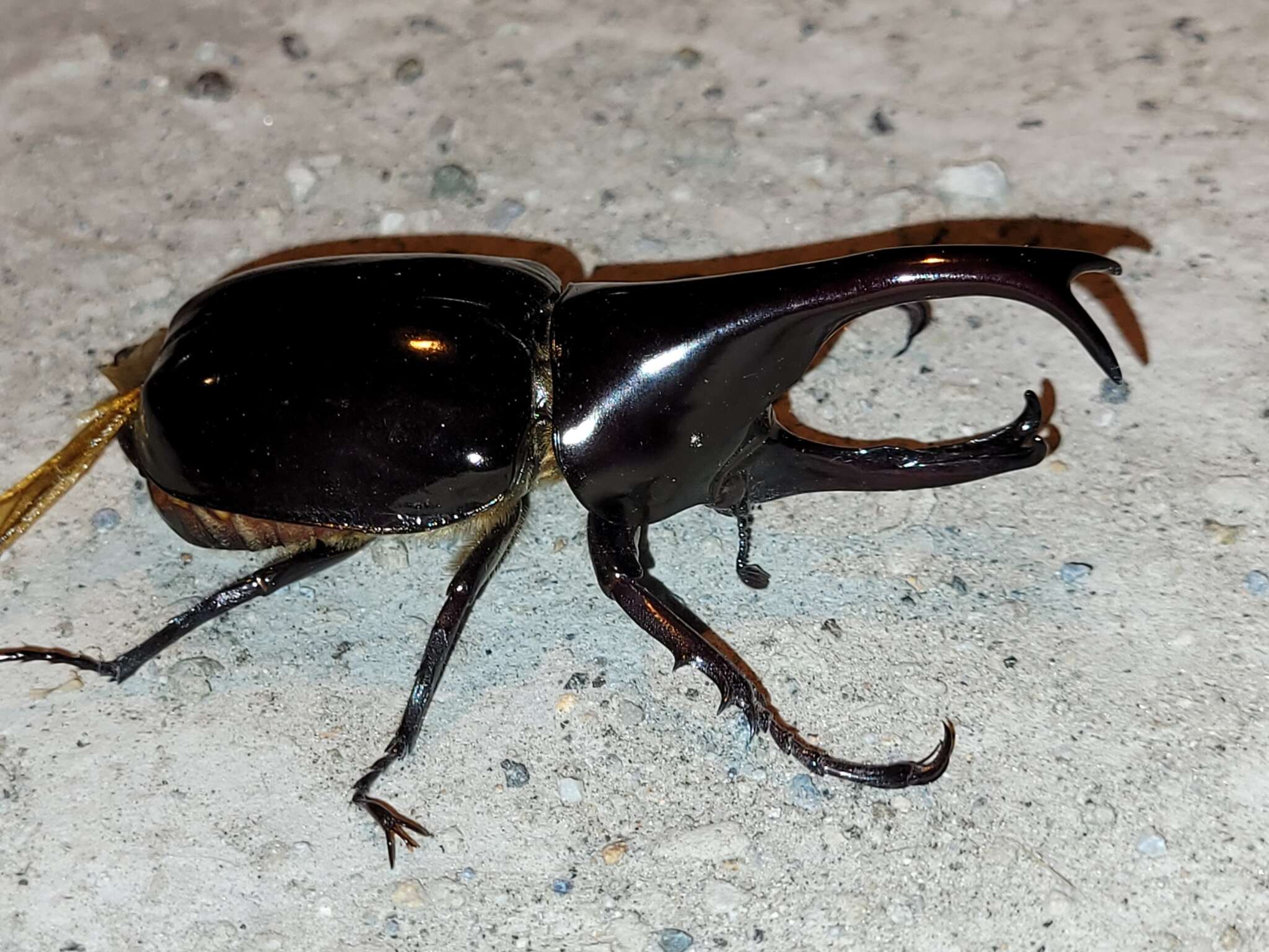 Image of Xylotrupes sumatrensis Minck 1920