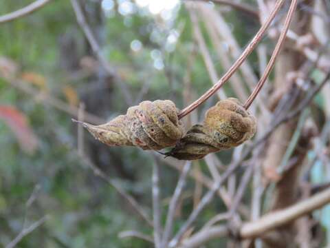 Helicteres brevispira A. Juss. resmi