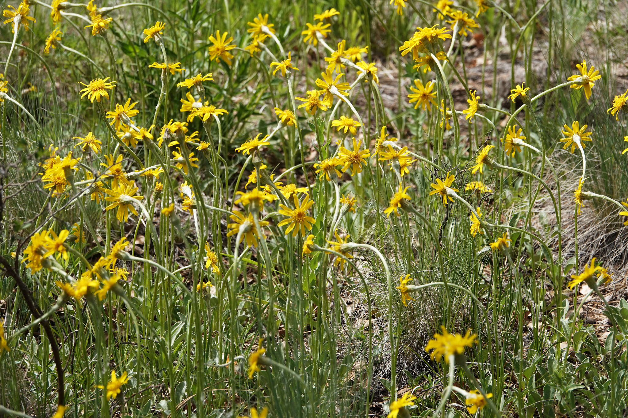 Image of Flagstaff ragwort