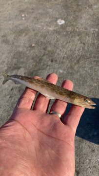 Image of California lizardfish