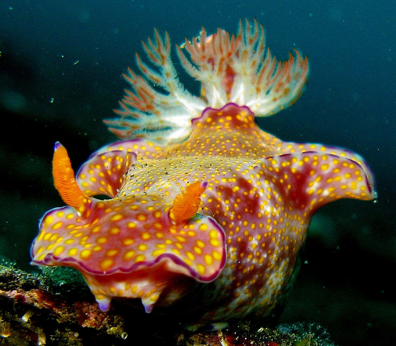 Image of Purple edged yellow spot slug