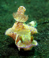 Image of Purple edged yellow spot slug