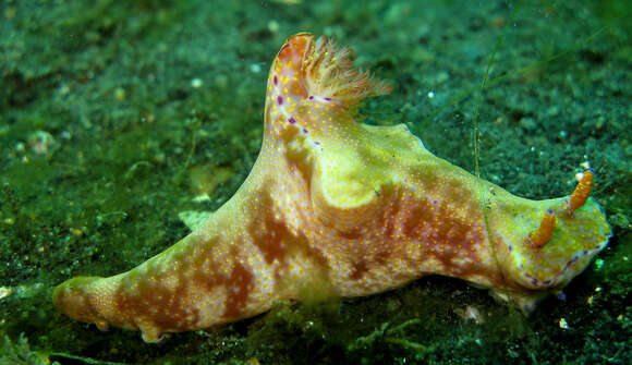 Image of Purple edged yellow spot slug